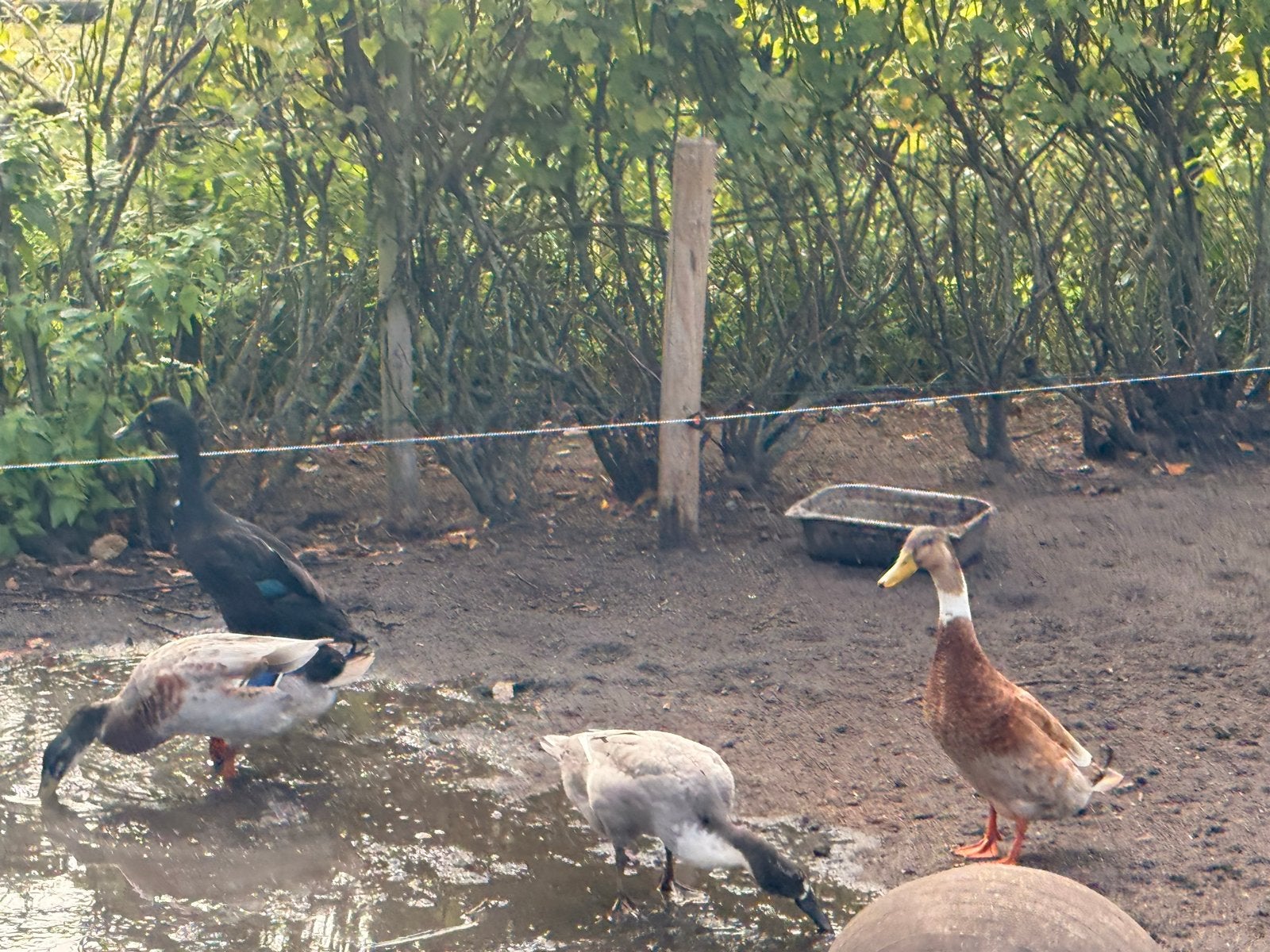 Gratis indische loopeenden., Dieren en Toebehoren, Pluimvee, Meerdere dieren, Eend