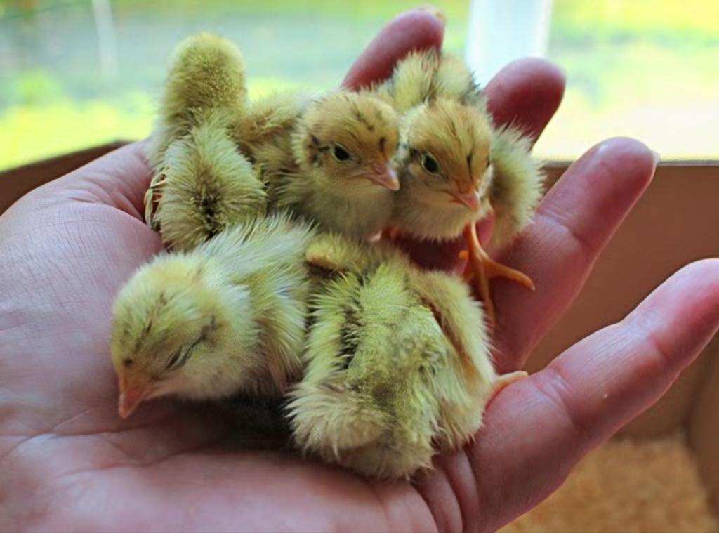 Ze zijn er weer!! Japanse kwartels, Meerdere dieren