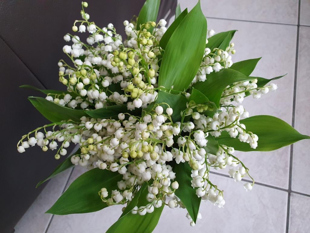 Lelietjes van Dalen plant, Ophalen, Minder dan 100 cm, Lente, Overige soorten