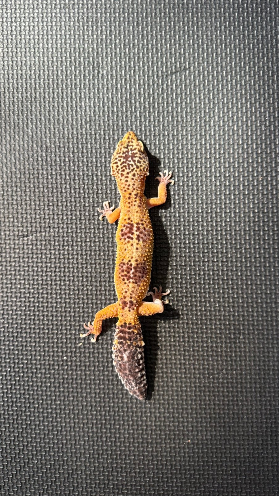 Luipaardgekko, Dieren en Toebehoren, Reptielen en Amfibieën, Hagedis, 7 tot 10 jaar