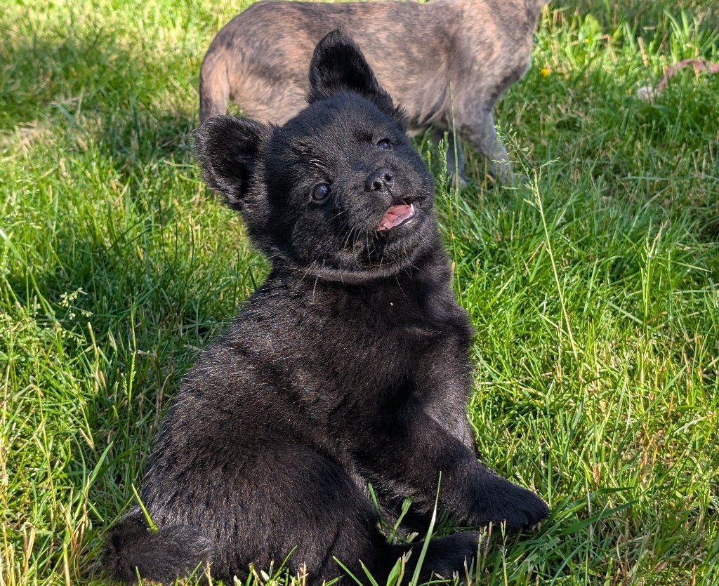 franse bulldog X Chow Chow, frowfrow , french chow, Parvo, Overige rassen, 8 tot 15 weken, Teef