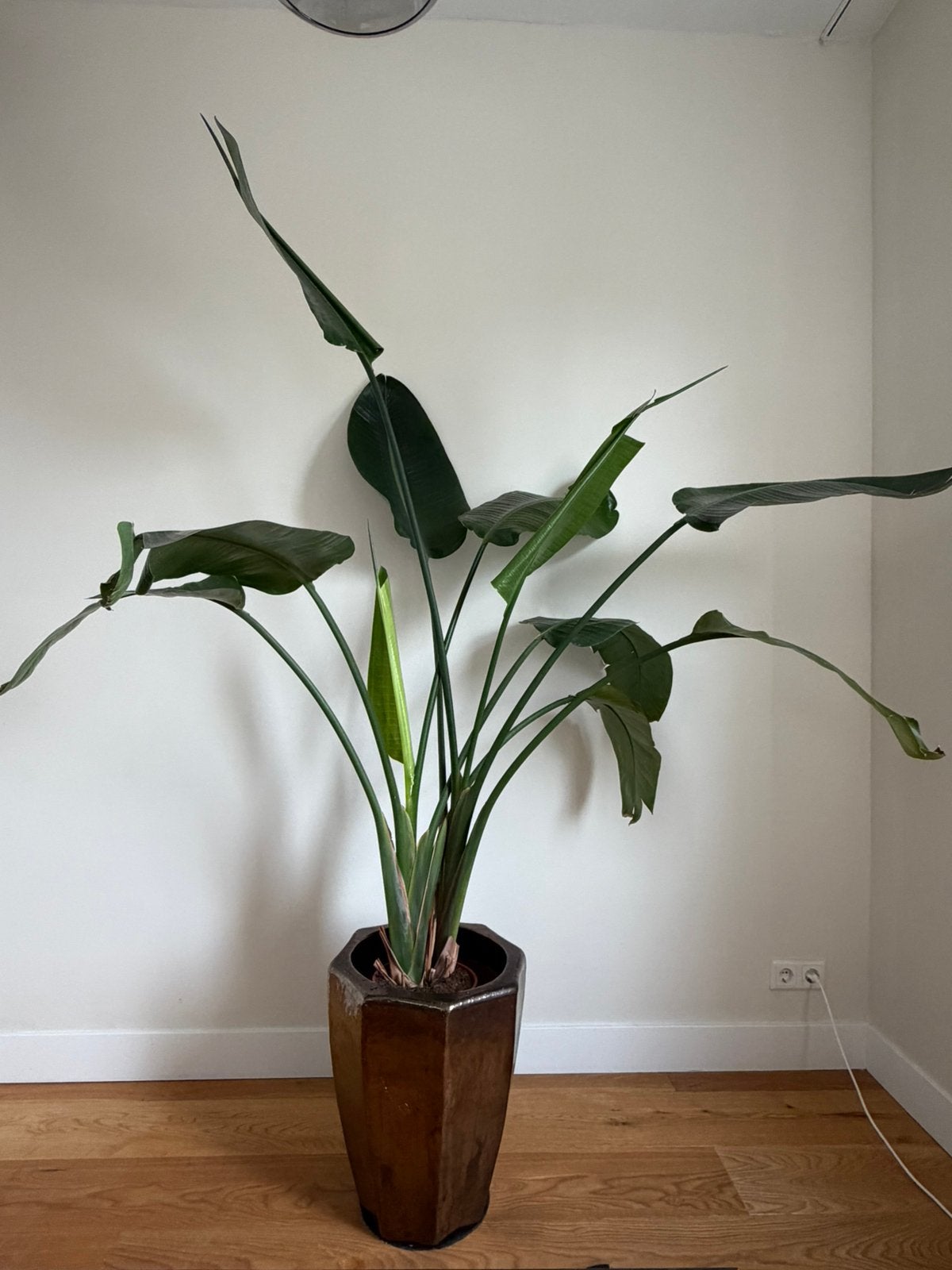 Grote Strelitzia Nicolai – Paradijsvogelplant H: 175, Huis en Inrichting, Groene kamerplant, Ophalen, Overige soorten, 150 tot 200 cm