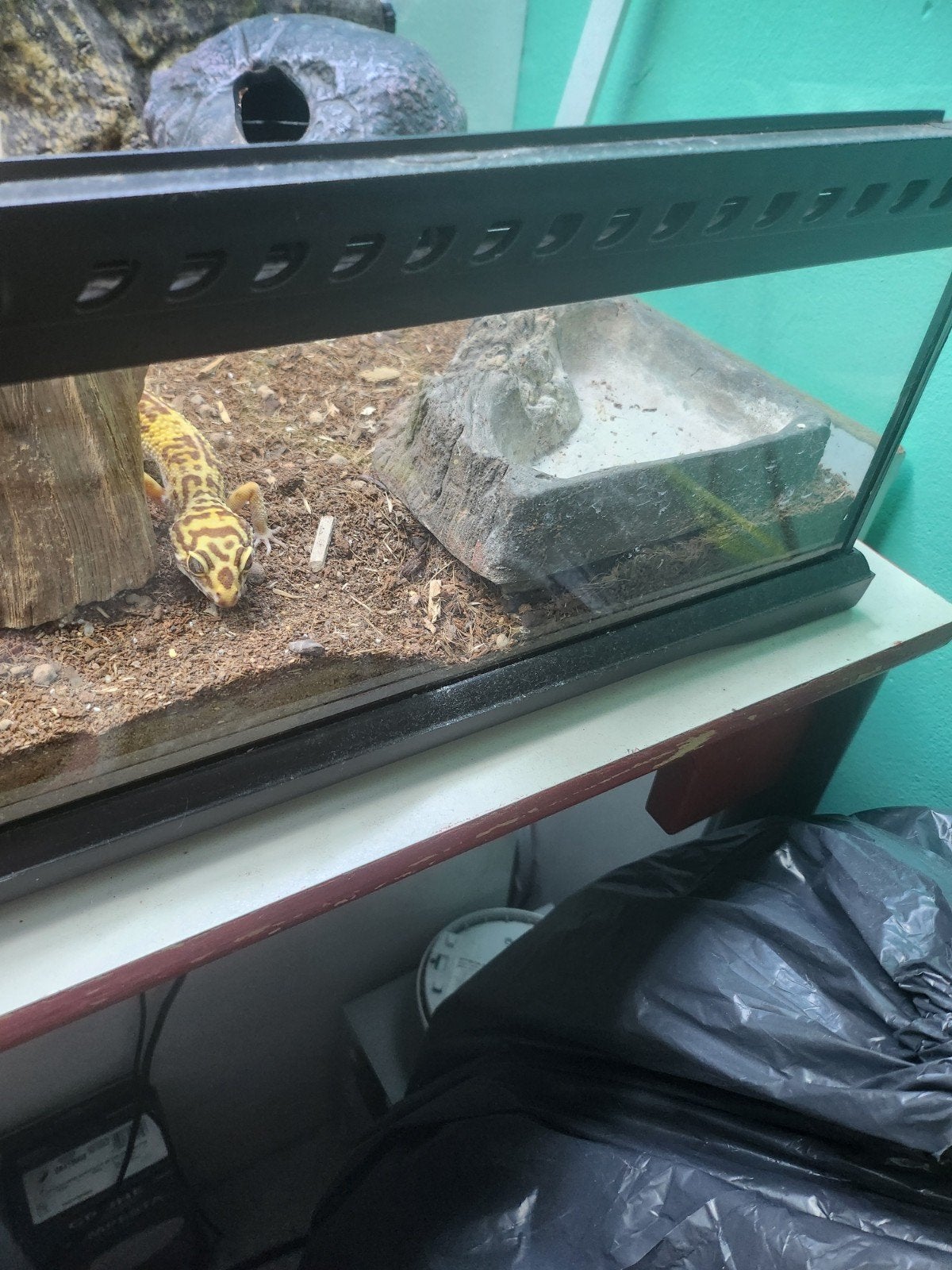 luipaard Gekko Leopard Gecko photo 11
