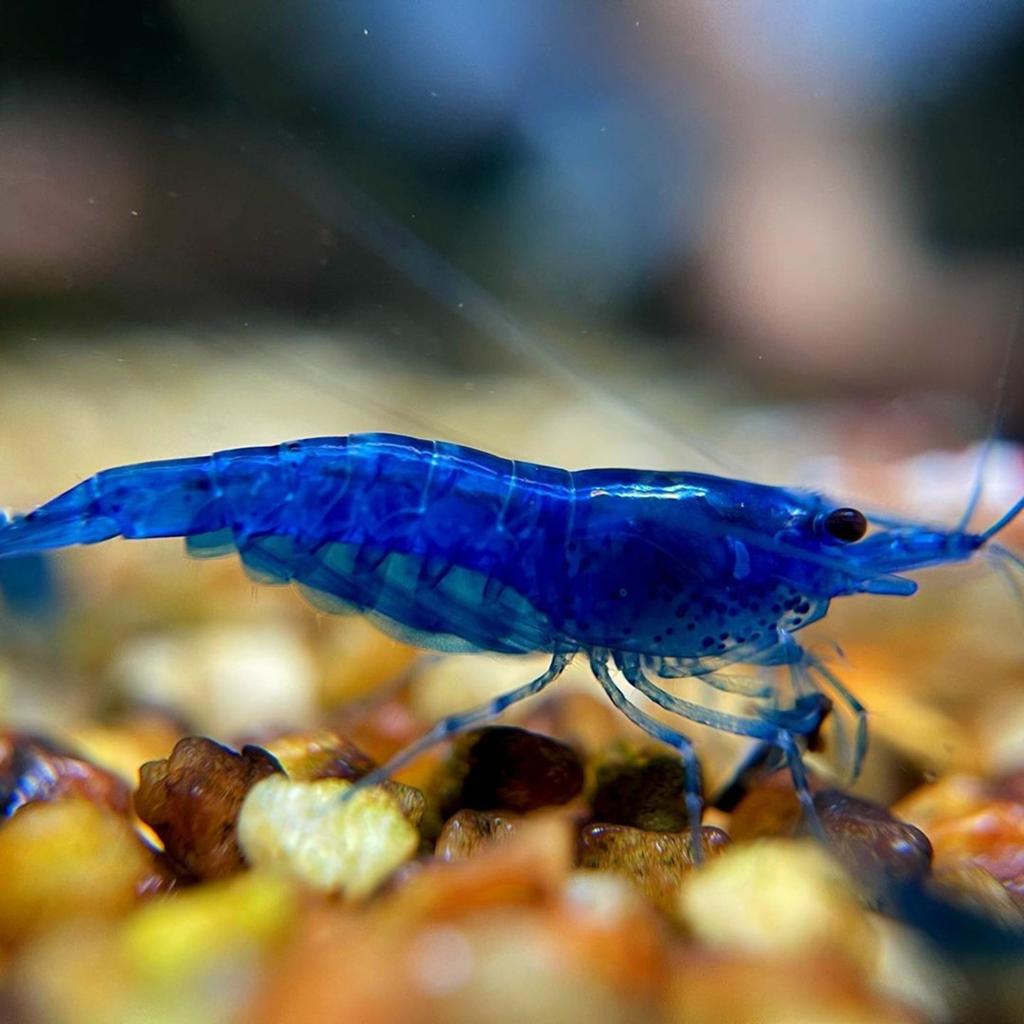 Blue dream neocaridina. High grade!, Dieren en Toebehoren, Kreeft, Krab of Garnaal