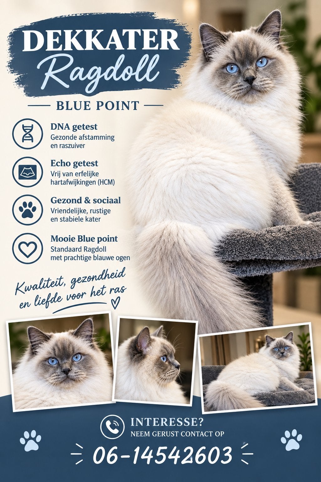 Prachtige Ragdoll Blue Point dekkater Cinnamon drager, Dieren en Toebehoren, Kater, Met stamboom, 0 tot 2 jaar