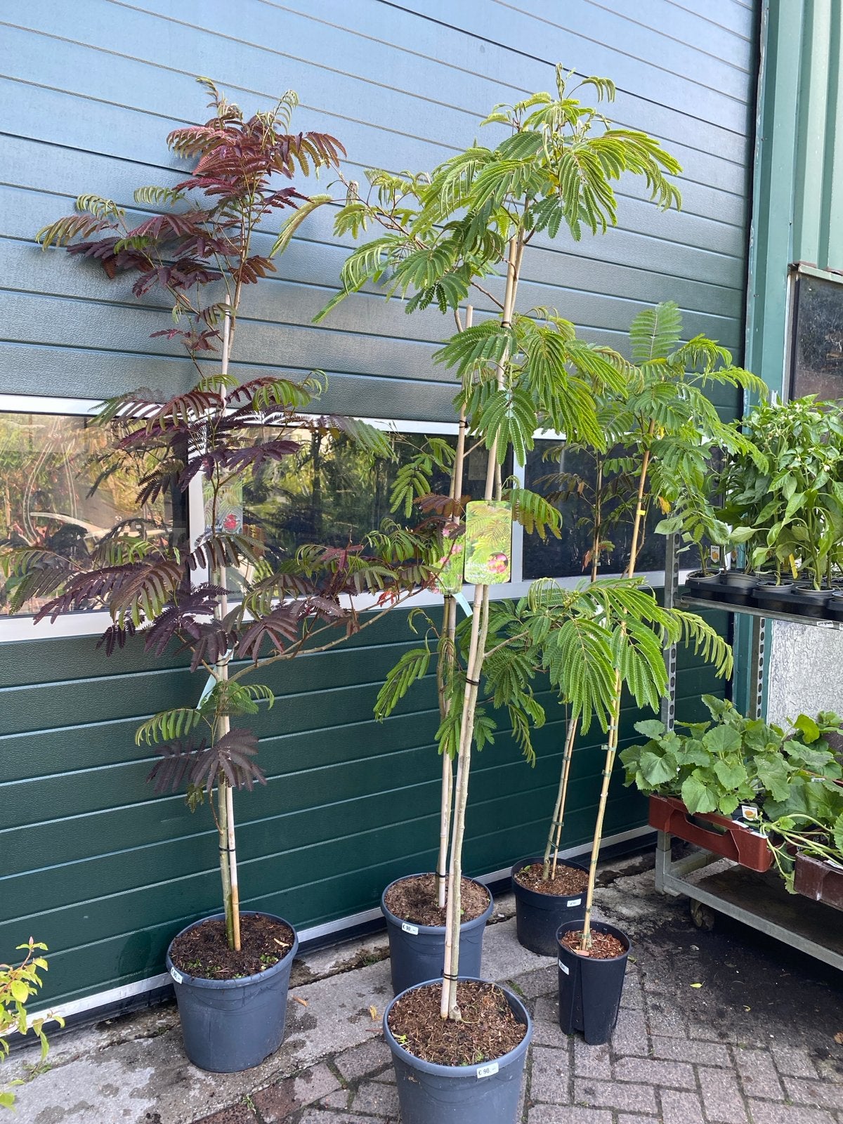 Albizia Julibrissin - Diverse Soorten persische slaapboom, Tuin en Terras, Planten | Bomen, Overige soorten, 100 tot 250 cm, Zomer