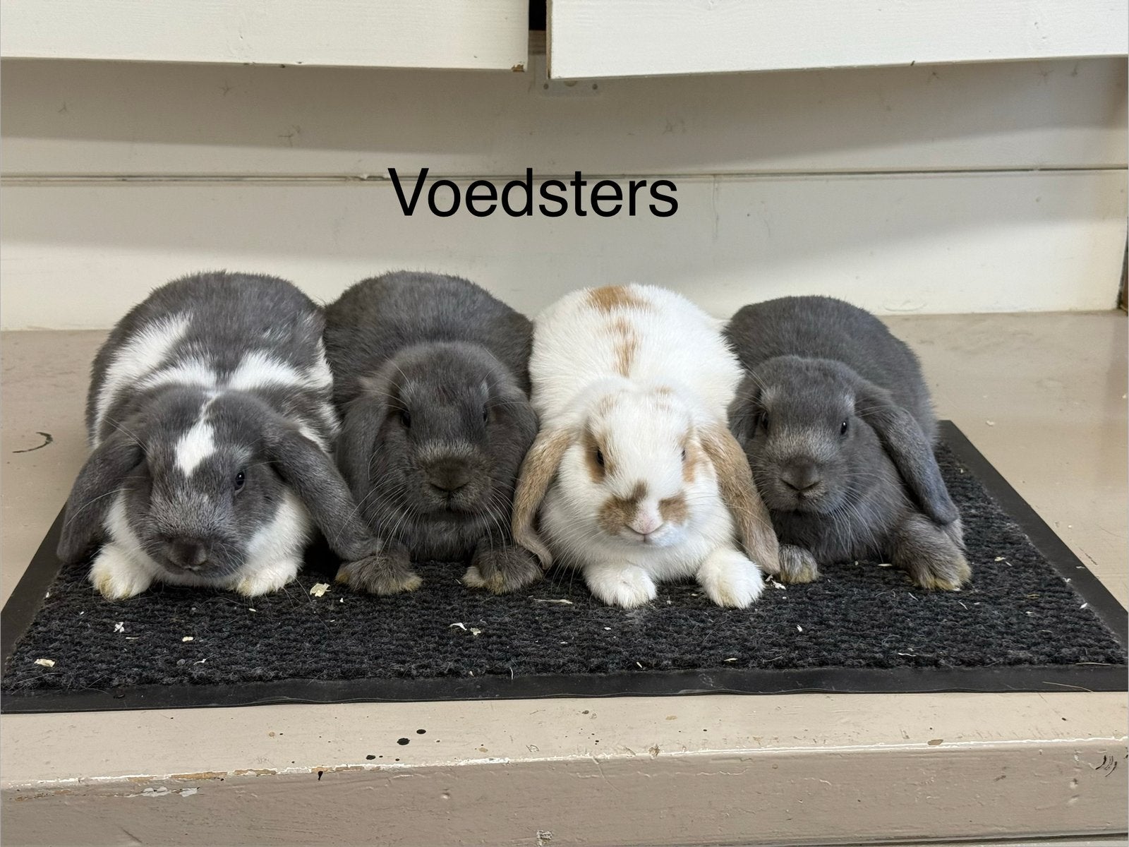 Jonge nhd x minilops, Dieren en Toebehoren, Konijnen, Meerdere dieren, Dwerg