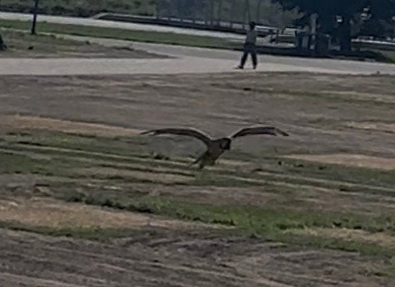 Halftamme free flight getrainde blauw gele ara man te koop, Dieren en Toebehoren, Vogels | Parkieten en Papegaaien, Mannelijk