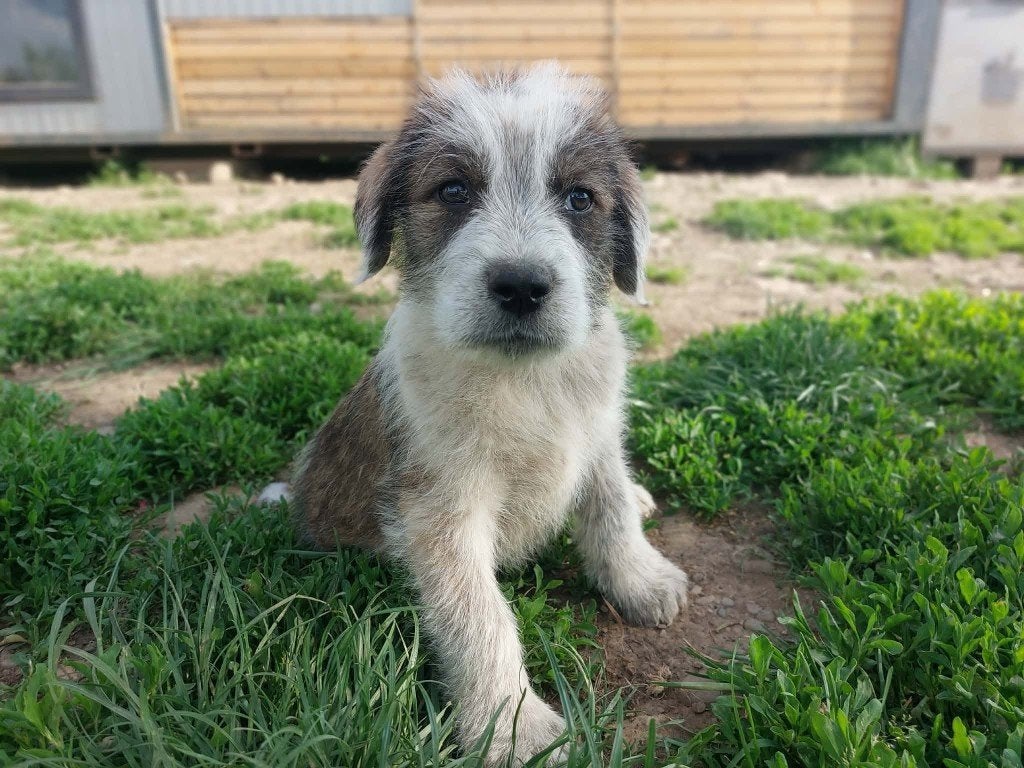 IGOR VRIENDELIJKE PUP, REUTJE, KLEINE MIDDELMAAT ZOEKT THUIS, Dieren en Toebehoren, Honden | Niet-rashonden, Particulier, 15 weken tot 1 jaar