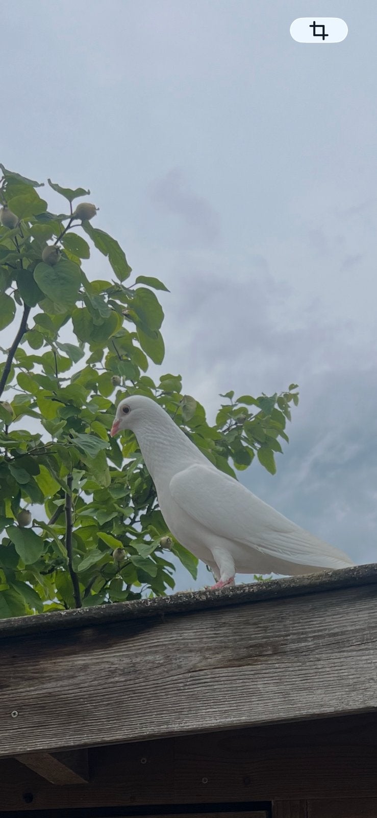 BRUIDSDUİVEN, Dieren en Toebehoren, Meerdere dieren, Postduif