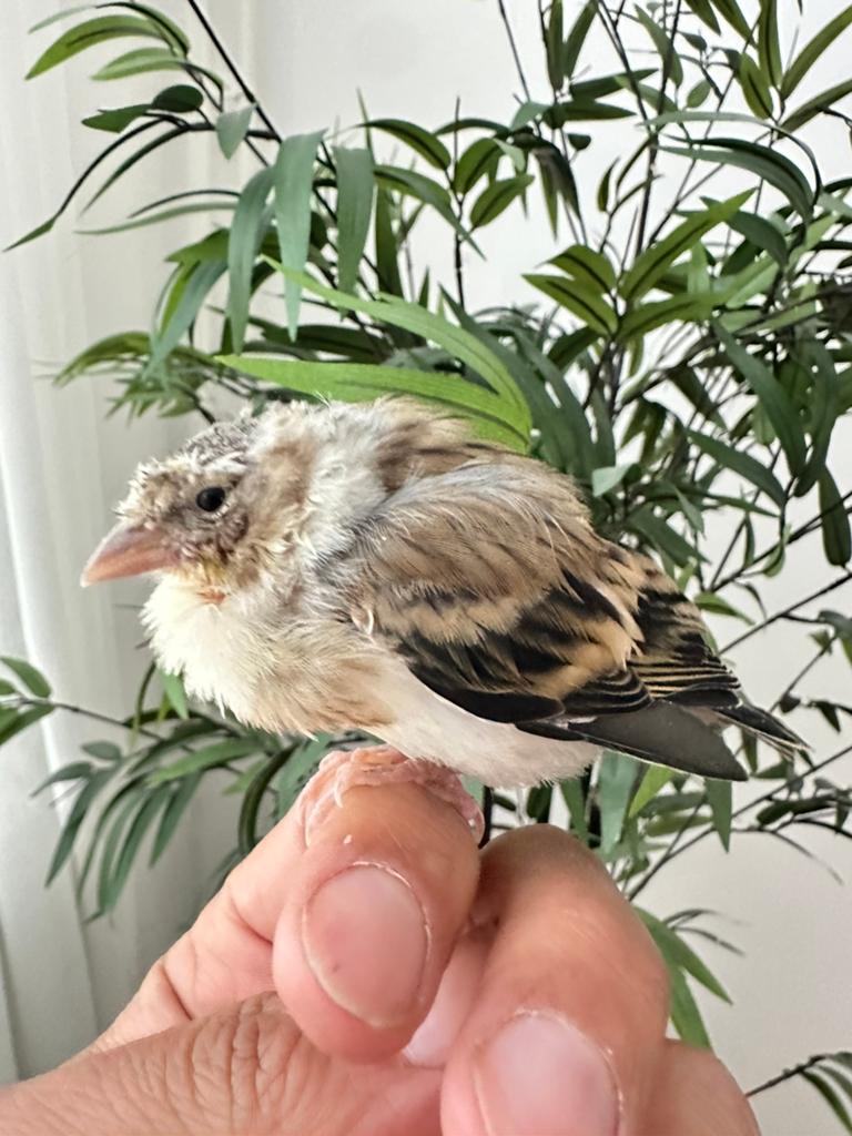 Jonge putter bastaard, Mannelijk, Wildzangvogel, Geringd