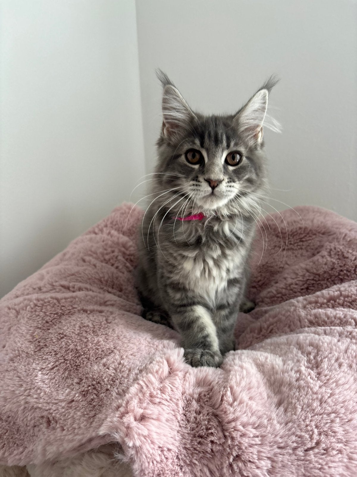 Maine coon kitten poes met stamboom, Dieren en Toebehoren, Poes, Met stamboom