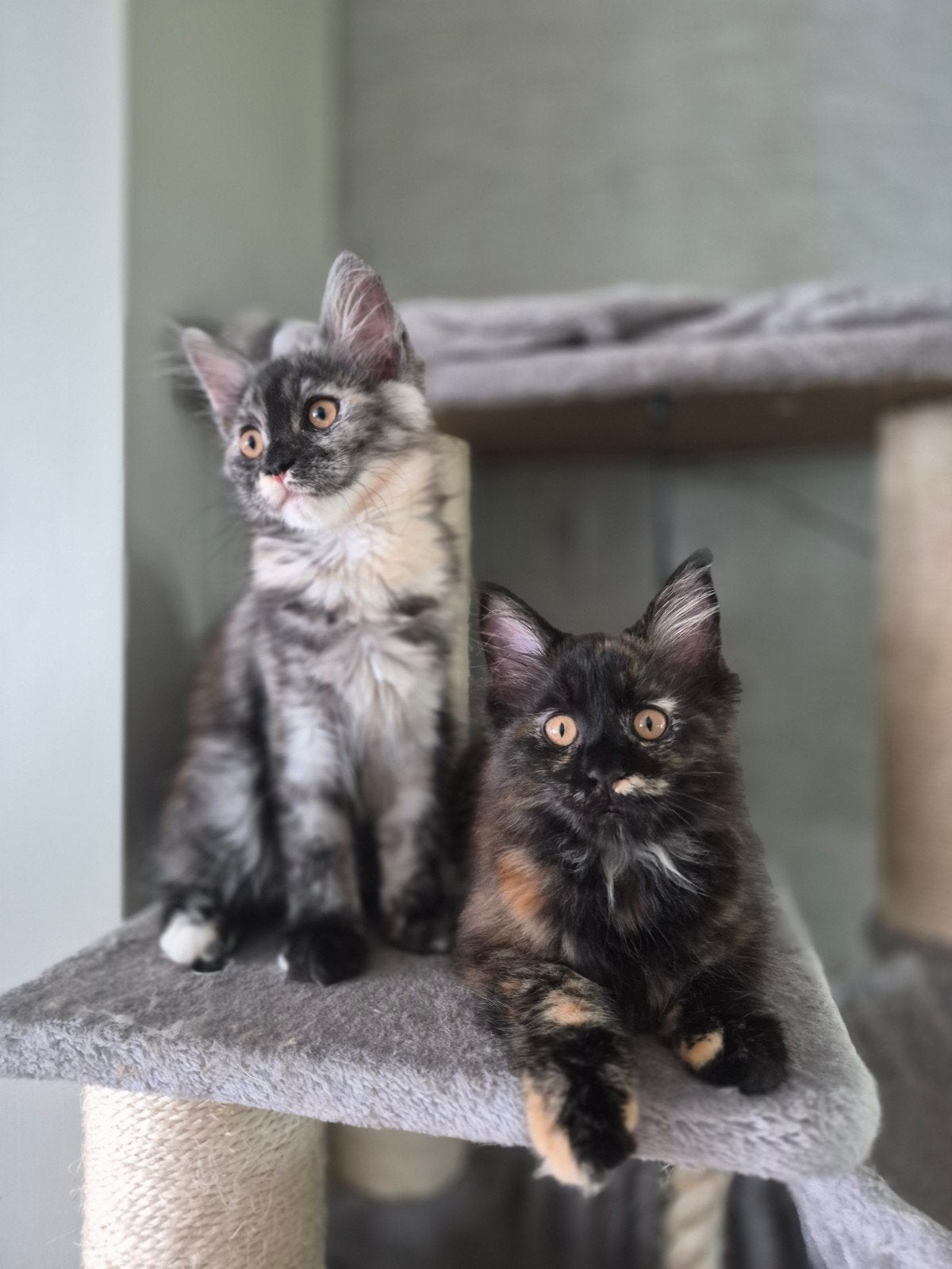 Maine Coon kittens met stamboom, laag inteeltpercentage, Meerdere dieren, Met stamboom, 0 tot 2 jaar
