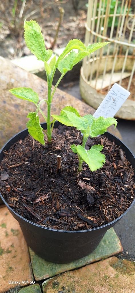 Hortensia Annabel, Tuin en Terras, Vaste plant, Halfschaduw, Zomer, Ophalen