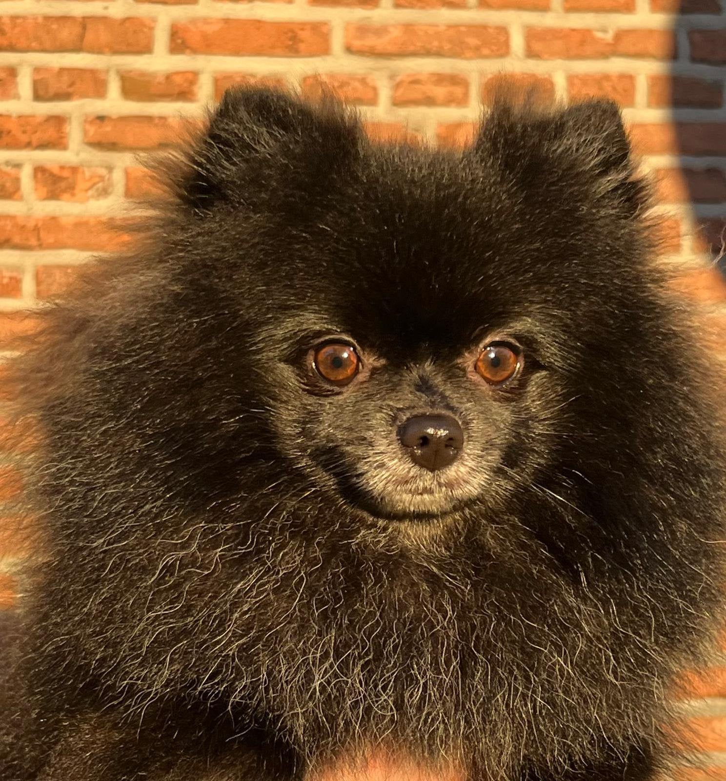 Gezocht: liefdevol maatje om de zorg voor Nori te delen, Keeshond, Teef, Parvo, Eén hond