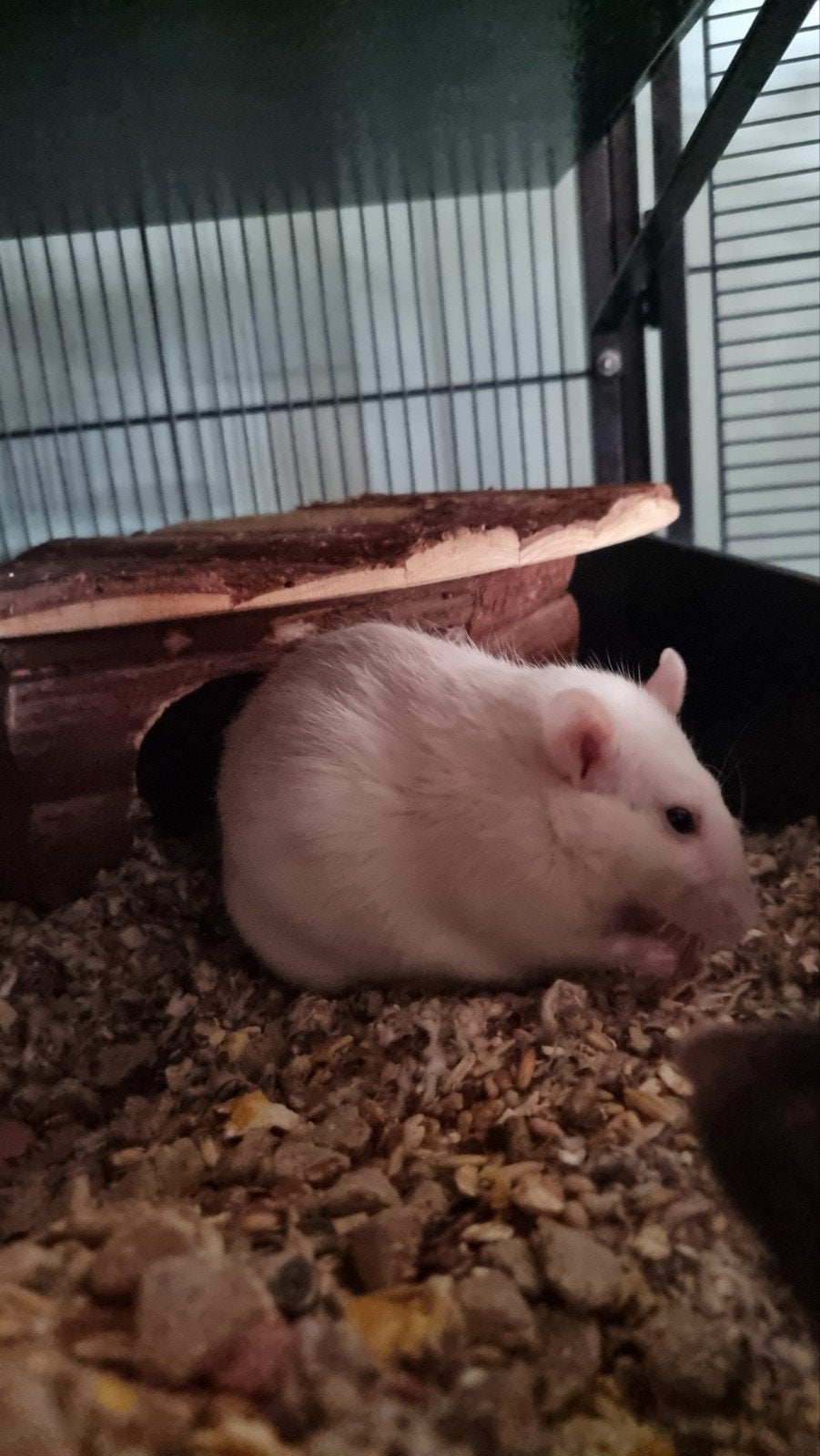 Oude vrouwtjes Rat zoekt nieuw huis, Rat, Vrouwelijk, Januari, Tam