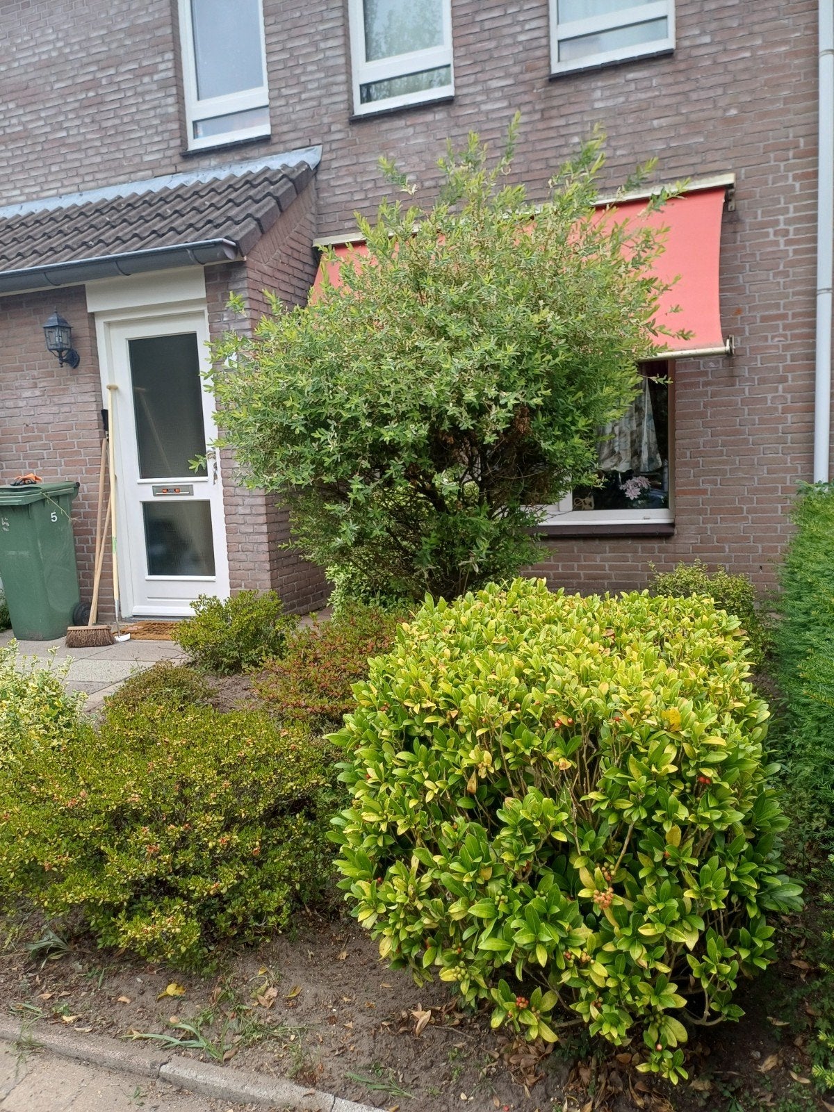 GRATIS. alle planten + boom in deze voortuin. Excl. Heg, Ophalen, Struik