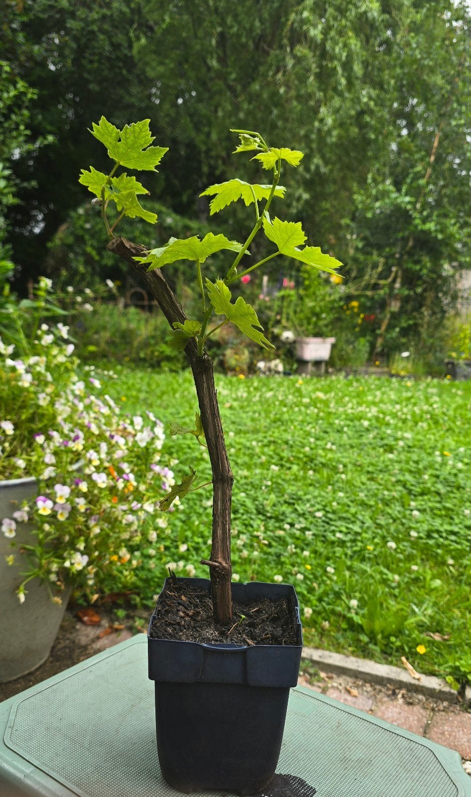 Druivenplant - Heerlijke Blauwe Druiven, Tuin en Terras, Planten | Tuinplanten, Volle zon, Vaste plant, Ophalen of Verzenden, Zomer