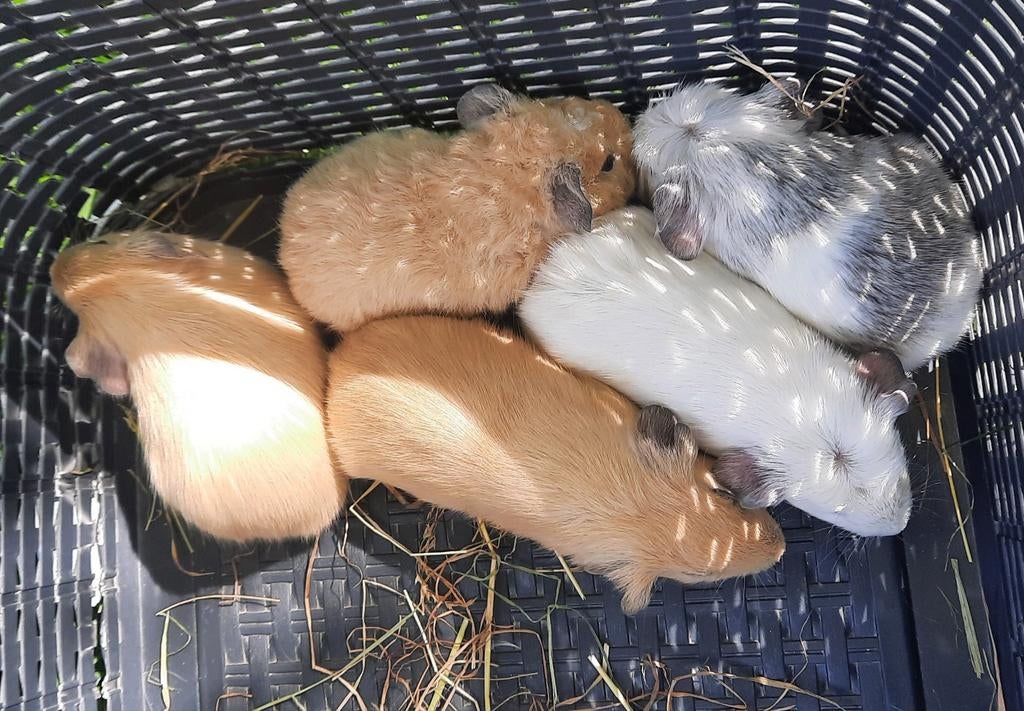 Mooie jonge cavia's, beige en wit, Meerdere dieren, Tam, Maart, Cavia