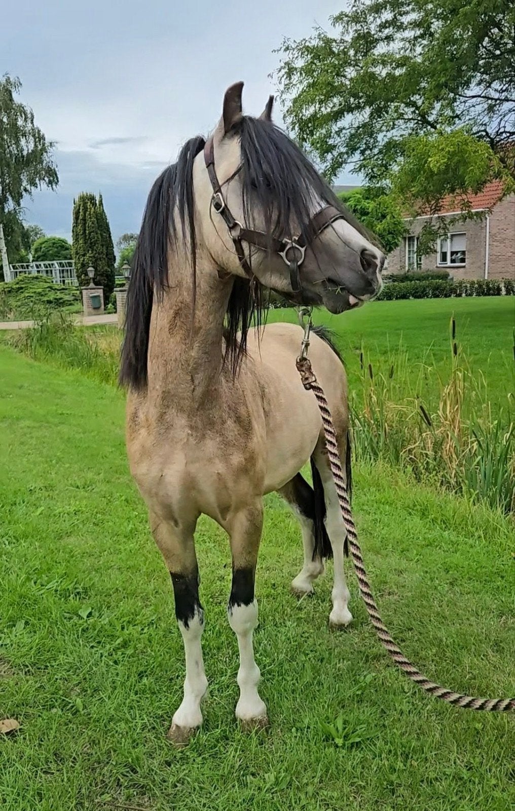 Valkkleurige blikvanger ️✨️, Dieren en Toebehoren, Pony's, Niet van toepassing, Hengst, A pony (tot 1.17m), 3 tot 6 jaar