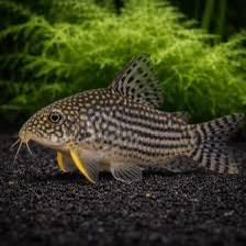 Corydoras Sterbai, Dieren en Toebehoren, Vissen | Aquariumvissen, Vis