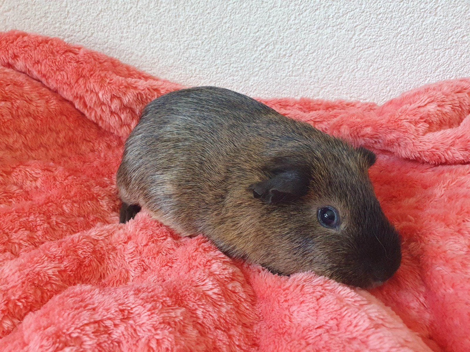 jonge cavia beertjes, Cavia, Juni, Mannelijk, Tam