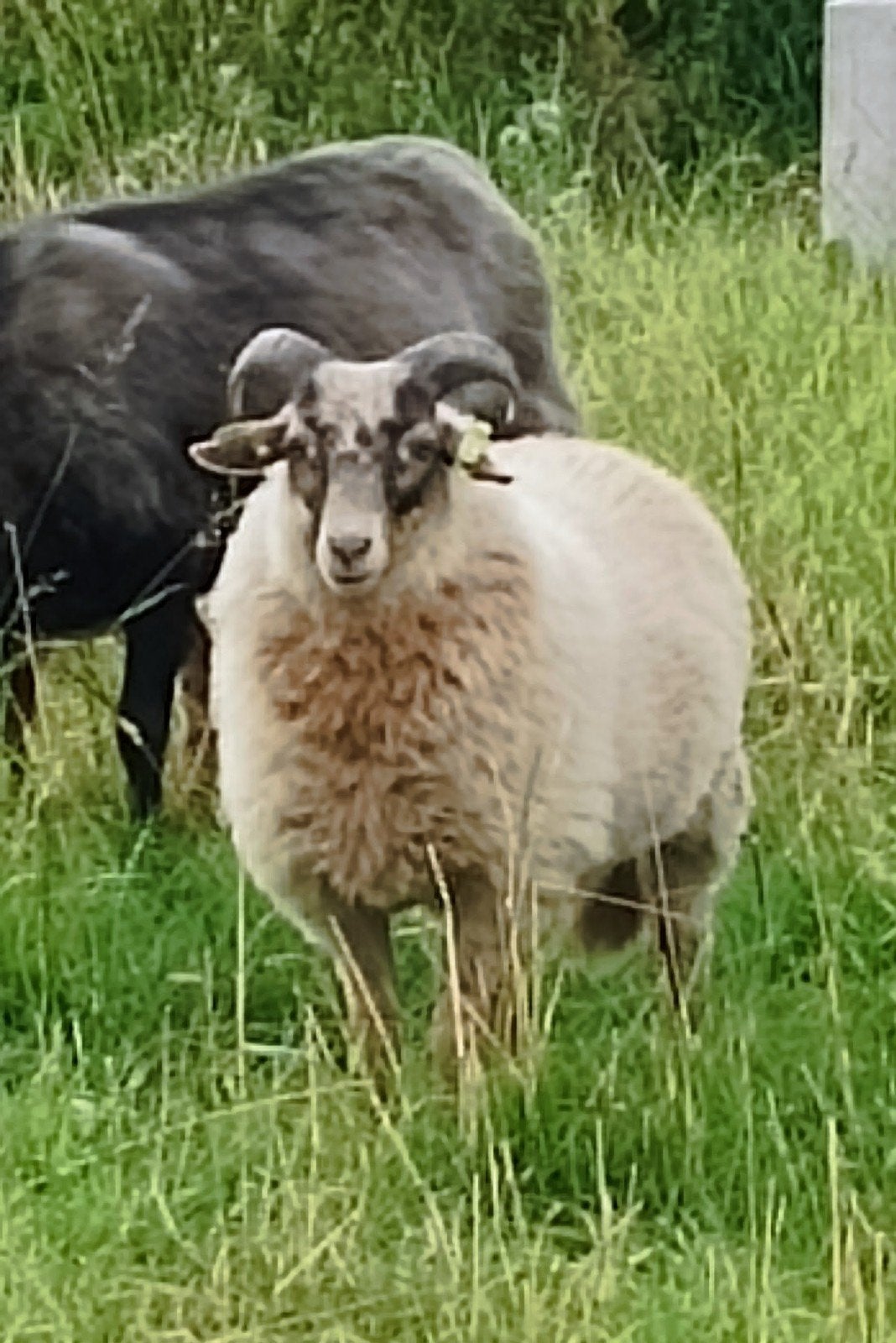 Raszuivere Drentse Heideschaap rammetjes., Mannelijk, Schaap
