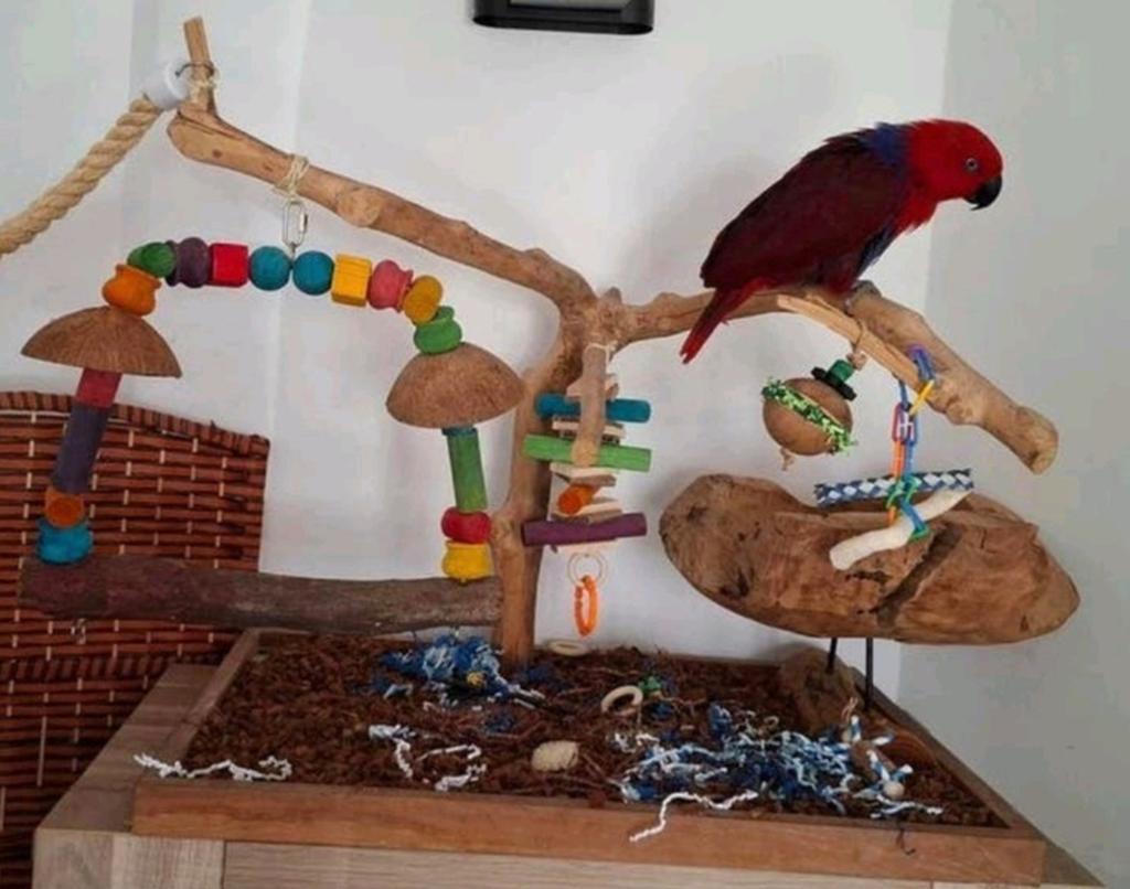 Speelboom javaboom groot tafelmodel, Ophalen