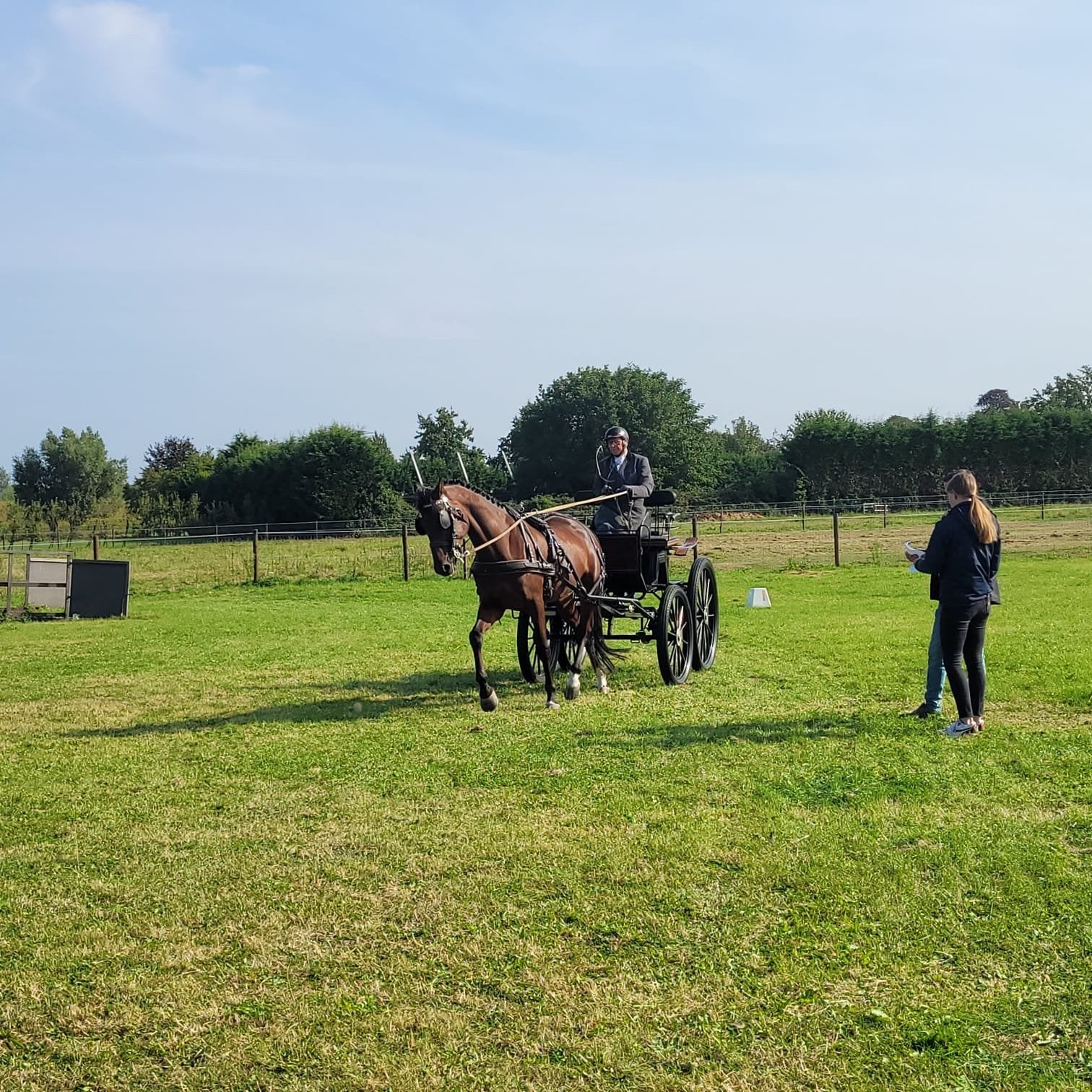 Te koop gevraagd men/tuigpaard/pony, Ophalen of Verzenden