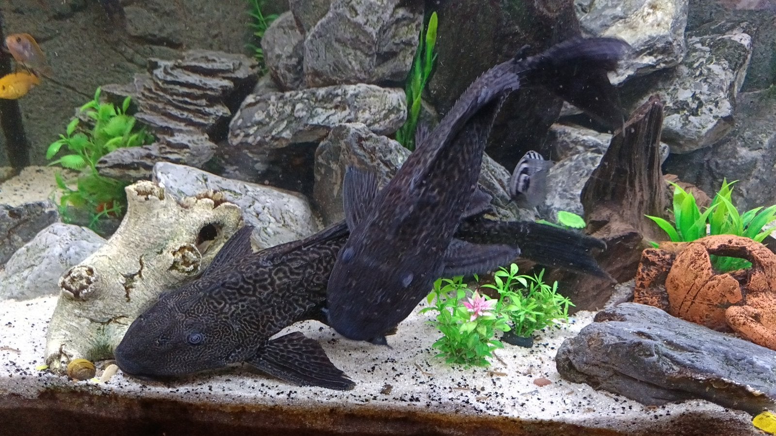 3 grote pleco, Vis