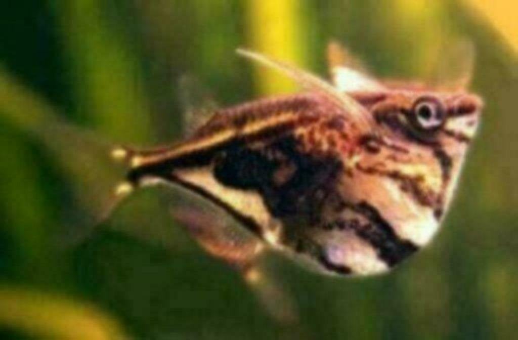 Gemarmerde bijlzalm carnegiella strigata - Koidream Valburg, Dieren en Toebehoren, Vis, Zoetwatervis
