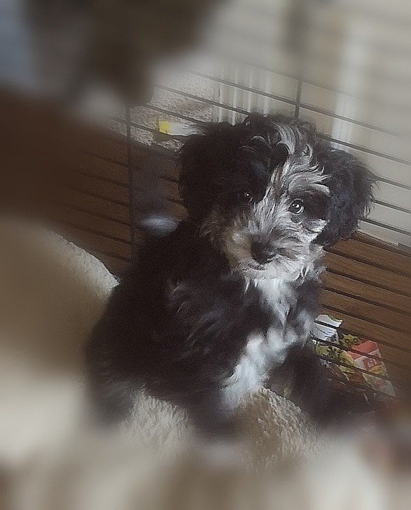 Boomer  x boomer - poedel pups mogen verhuizen zijn 2x geënt, Parvo, Overige rassen, 8 tot 15 weken, Meerdere