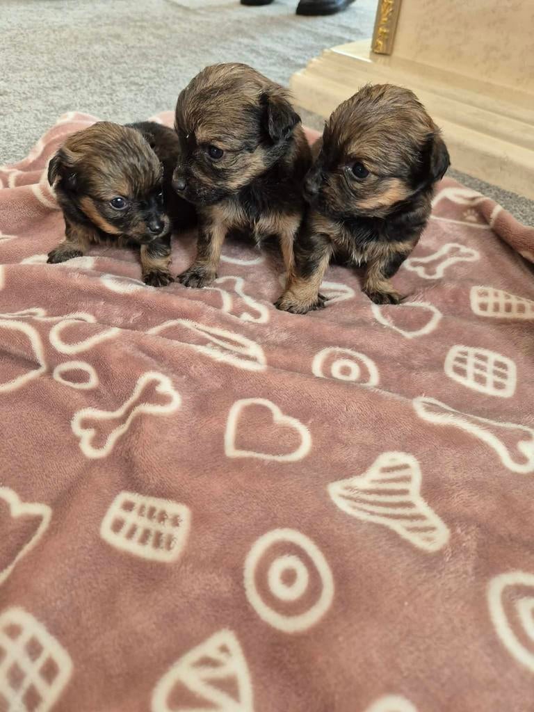 prachtige yorkshire terrier pups, Yorkshire Terriër, 8 tot 15 weken, Teef, Meerdere