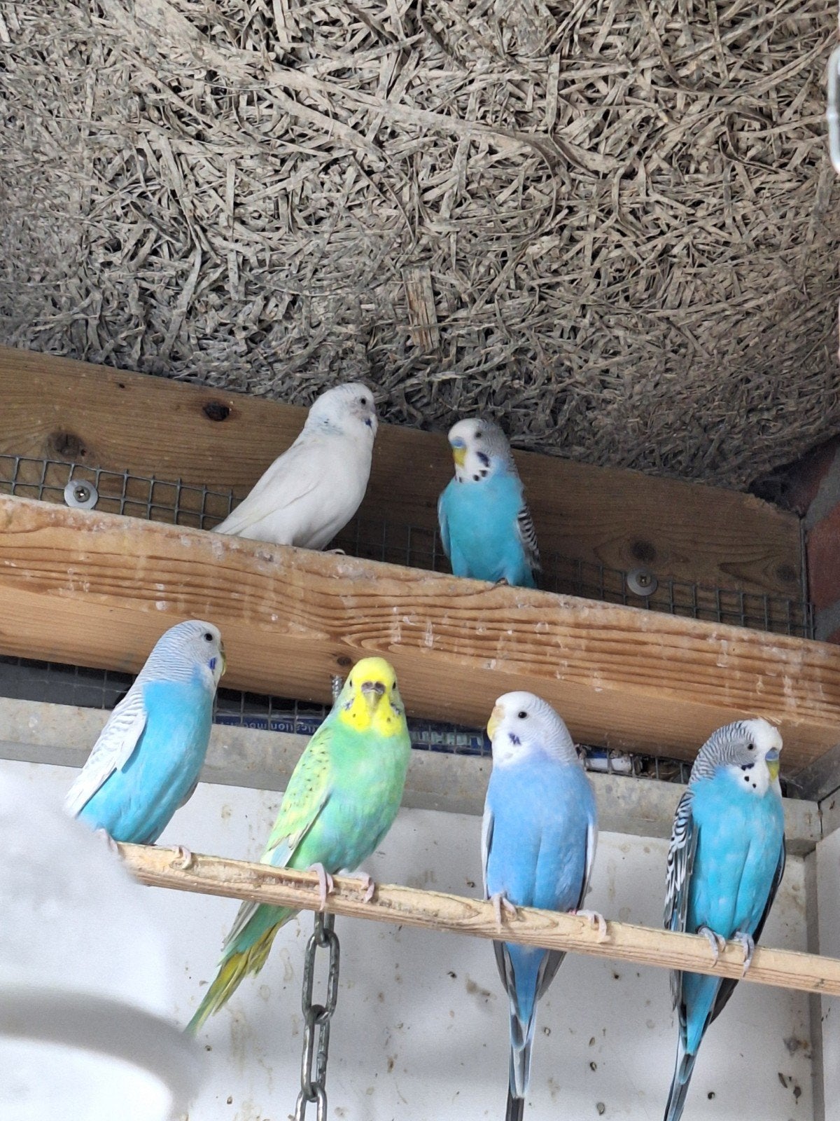 grasparkieten, Meerdere dieren, Parkiet, Geringd