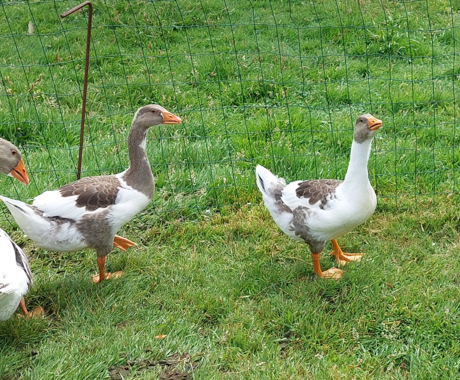2 twentse landganzen, Geslacht onbekend, Gans of Zwaan