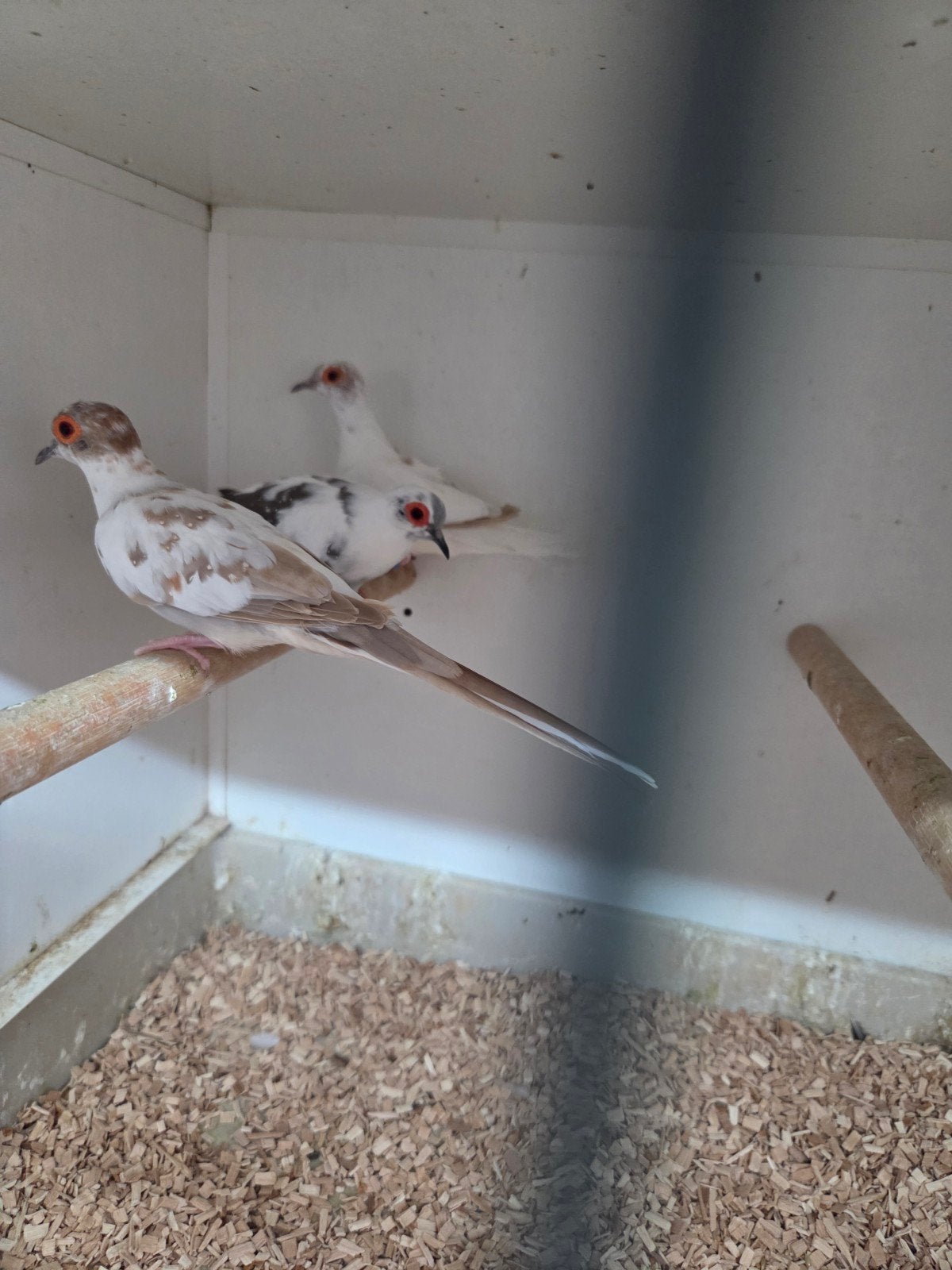 Mooi bonte diamant duiven, Dieren en Toebehoren, Vogels | Duiven, Meerdere dieren, Overige soorten