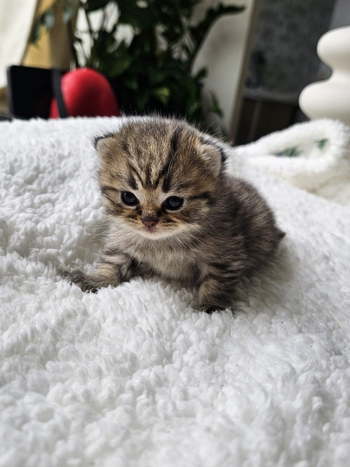 Prachtige kittens te koop, Dieren en Toebehoren, Meerdere dieren