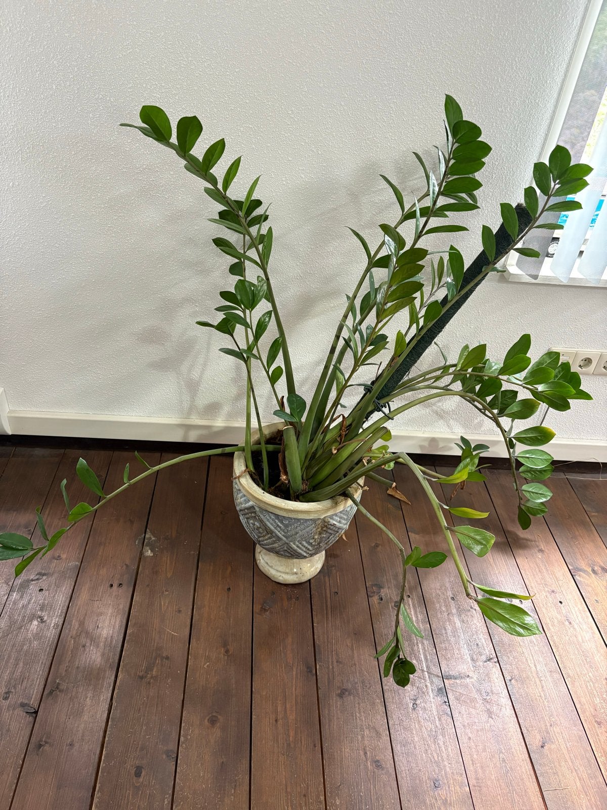 Grote Zamioculcas plant in sierpot, Huis en Inrichting, Kamerplanten, Ophalen, Overige soorten, Halfschaduw, In pot