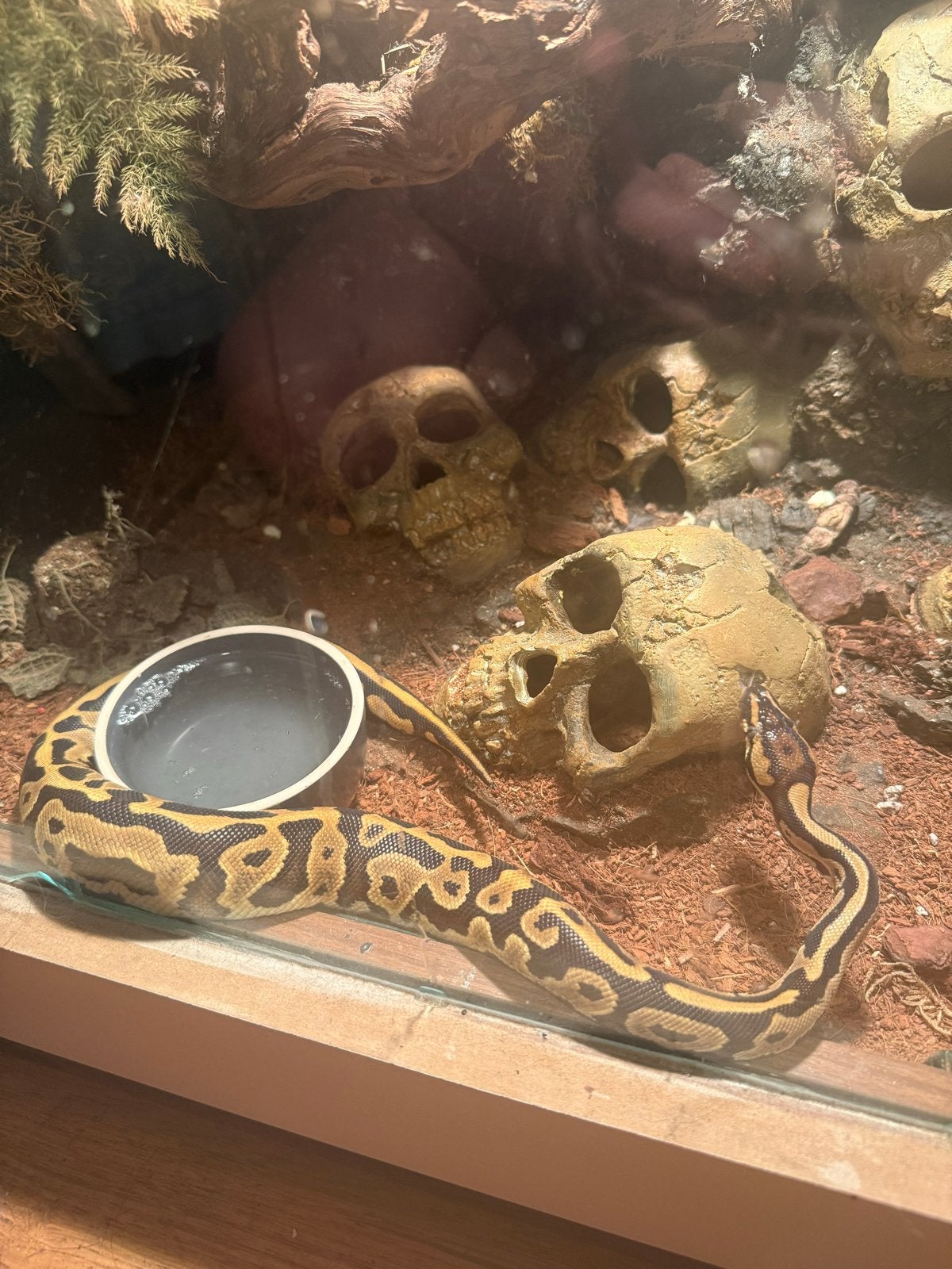 koningspython (Python regius / ball python) man, Dieren en Toebehoren, Reptielen en Amfibieën, Slang, 0 tot 2 jaar
