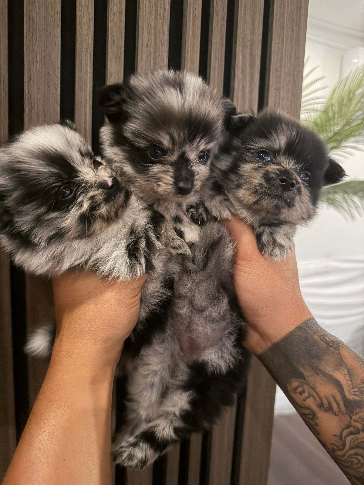 Pomeriaan pups, 8 tot 15 weken, Meerdere dieren, Eén hond, Chihuahua
