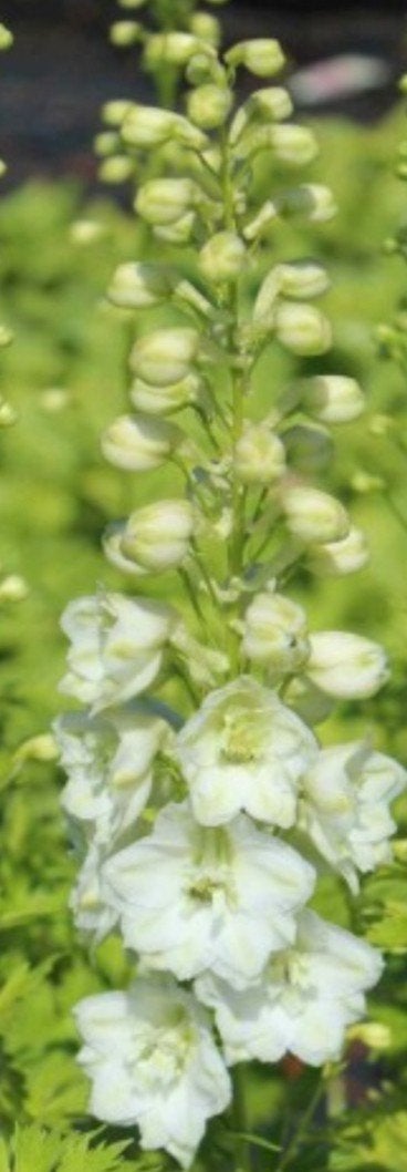 Delphinium Galahad P9 - Witte Ridderspoor, Tuin en Terras, Ophalen of Verzenden, Vaste plant, Overige soorten, Volle zon