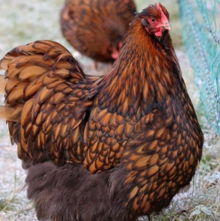 Orpington Goud Zwartgezoomd groothoenders broedeieren 2 €, Dieren en Toebehoren, Pluimvee, Geslacht onbekend, Kip