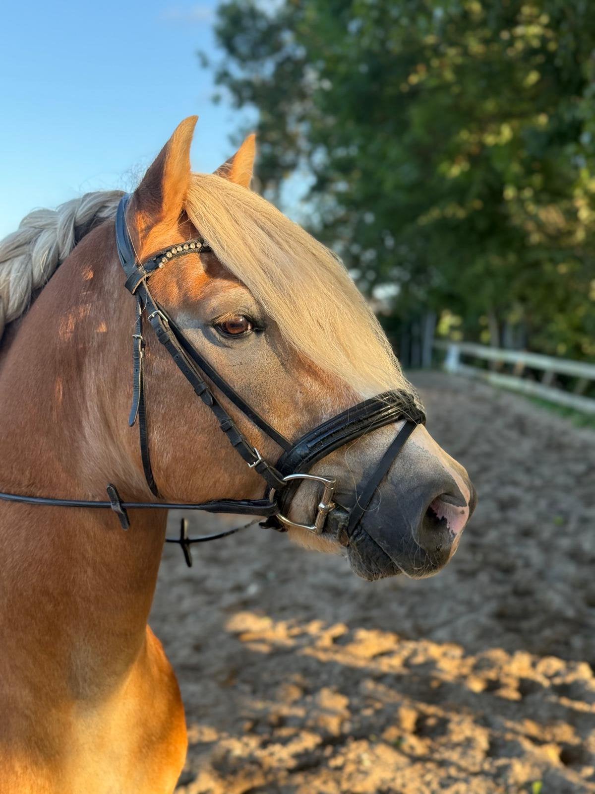 2 leuke pony’s te koop, Meerdere dieren, Niet van toepassing