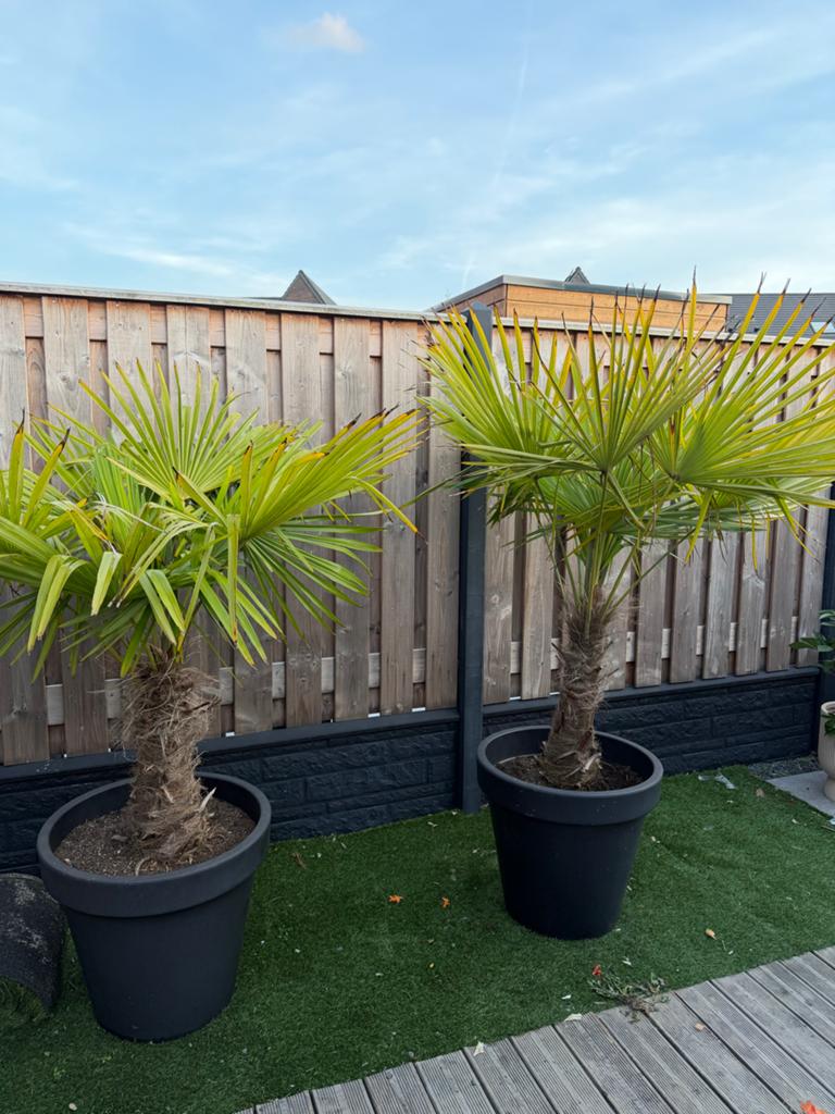 Trachycarpus Fortunei Palmboom 2 stuks, Tuin en Terras, Volle zon, Vaste plant, Bloeit niet, Ophalen