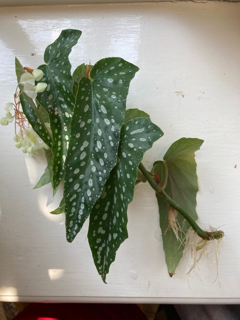Begoniastek, Ophalen, Overige soorten, Halfschaduw, Minder dan 100 cm