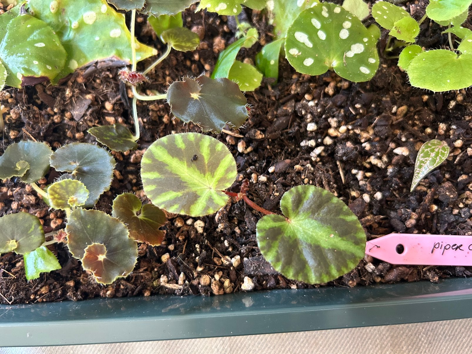 Begonia cleopatra, stek, Ophalen of Verzenden, Halfschaduw, Minder dan 100 cm