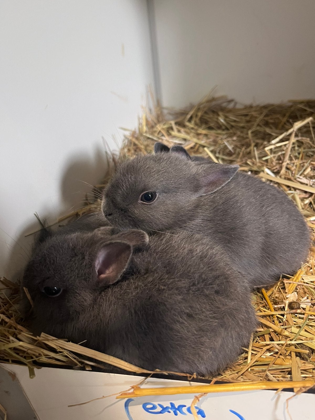 blauwe kleurdwerg konijnen, Meerdere dieren, Dwerg