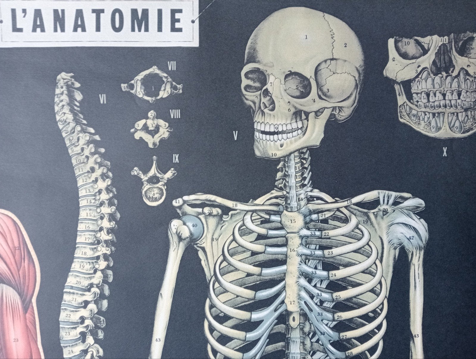poster Medische Affiche anatomie Skelet, Verzenden, Zo goed als nieuw, A1 t/m A3, Film en Tv