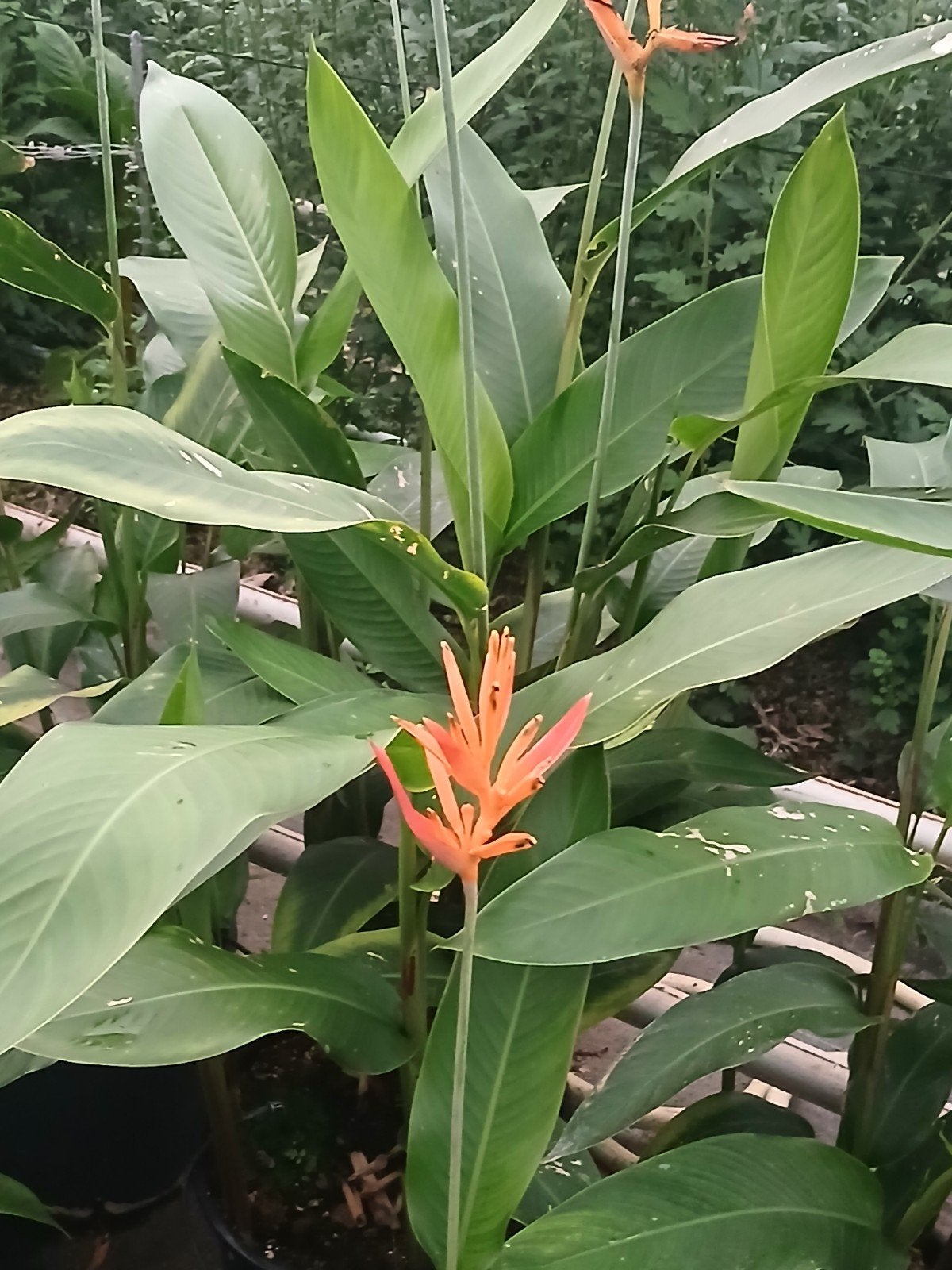 planten, Huis en Inrichting, Ophalen, Overige soorten, Halfschaduw, Minder dan 100 cm