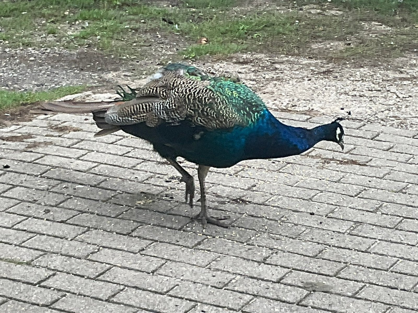 Pauwen, Dieren en Toebehoren, Meerdere dieren, Overige soorten